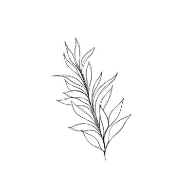 Beyaz arka planda izole edilmiş güzel siyah çizgili ipli bitki çizimi. Grafik tasarımı için botanik element şablonu, düğün dekoru, tekstil, hatıra hediyesi, kırtasiye baskısı