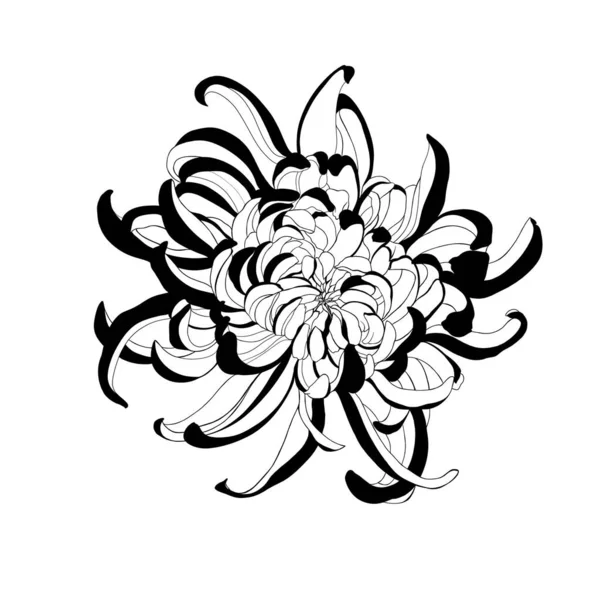 Beyaz Bir Arkaplana Yakın Plan Çizilmiş Bir Çiçek Kasımpatısı — Stok fotoğraf
