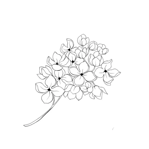 Roślina Hortensji Piękna Kwitnąca Gałązka Kwiatami Pomysł Tatuaż Botaniczny — Zdjęcie stockowe