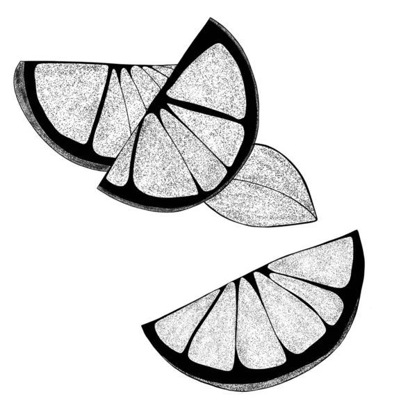 Yapraklı El çizilmiş limonlar: limon dilimleri, yarım limon. Beyaz arka planda, organik, turunçgiller. Web tasarımınız için.