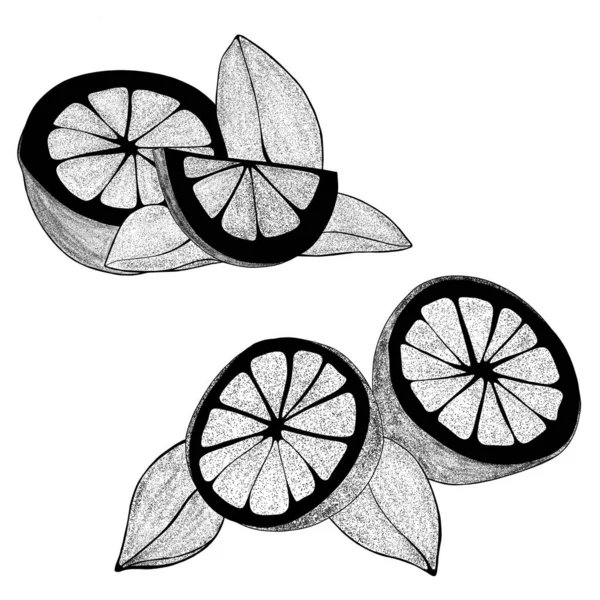 Yapraklı El çizilmiş limonlar: limon dilimleri, yarım limon. Beyaz arka planda, organik, turunçgiller. Web tasarımınız için.