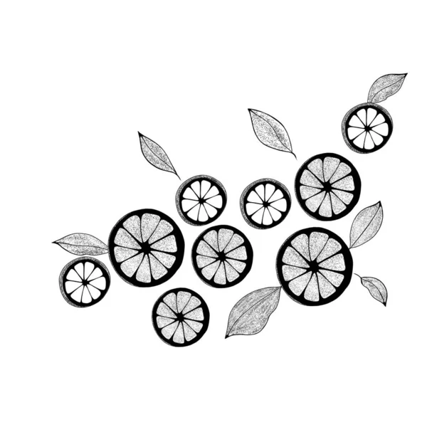 Citrus Fruits Lemon Slices Hand Drawn Isolated White View Citrus — 图库照片
