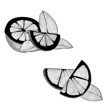 Set Hand iki limon dilimi ve bir yaprak çizdi. Beyaz arka planda, organik, turunçgiller. Web tasarımınız için.