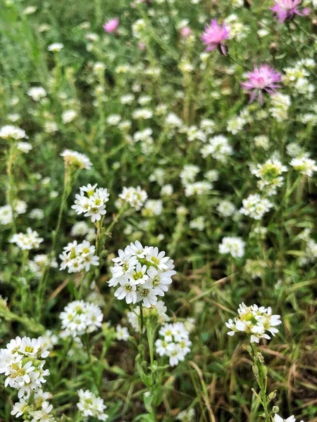 Natural Flower Meadow Colorful Unfolded Flowers Eye Catching High Quality — Fotografia de Stock