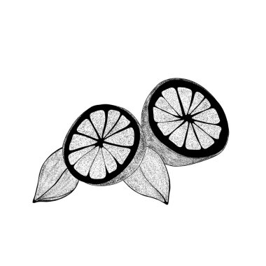 Yapraklı El çizilmiş limonlar: limon dilimleri, yarım limon. Beyaz arka planda, organik, turunçgiller. Web tasarımınız için.