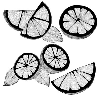 Yapraklı El çizilmiş limonlar: limon dilimleri, yarım limon. Beyaz arka planda, organik, turunçgiller. Web tasarımınız için.