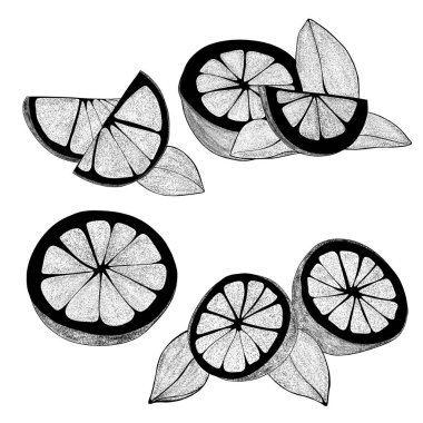 Yapraklı El çizilmiş limonlar: limon dilimleri, yarım limon. Beyaz arka planda, organik, turunçgiller. Web tasarımınız için.