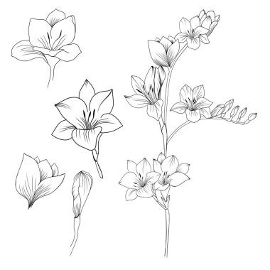 Big set Flowers Periwinkle. Hand drawing. Outline. On a white background. Beautiful sketch of a tattoo - a delicate twig with flowers. botany design element