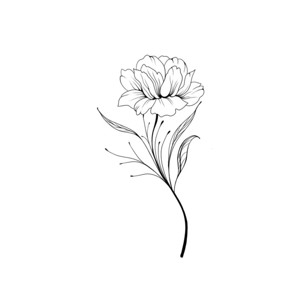 Flowers Periwinkle. Hand drawing. Outline. On a white background. Beautiful sketch of a tattoo - a delicate twig with flowers. botany design element