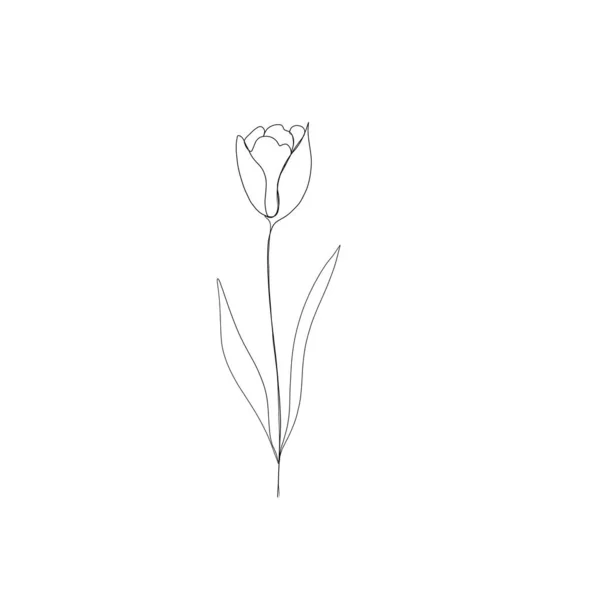 チューリップの花の連続線画 一本の線画 編集可能 ミニマリズムのスケッチ招待状のアイデアInstagramのストーリーのデザインアイコンを強調します 花のセットラインアート — ストック写真