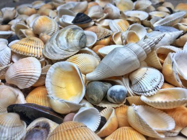 Summer background pattern from seashells. Shell close-up. Ocean coast. Seashells background. Top view. High quality photo