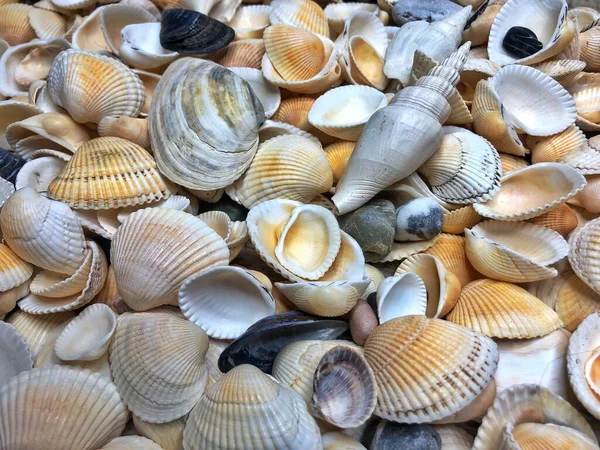 Summer background pattern from seashells. Shell close-up. Ocean coast. Seashells background. Top view. High quality photo