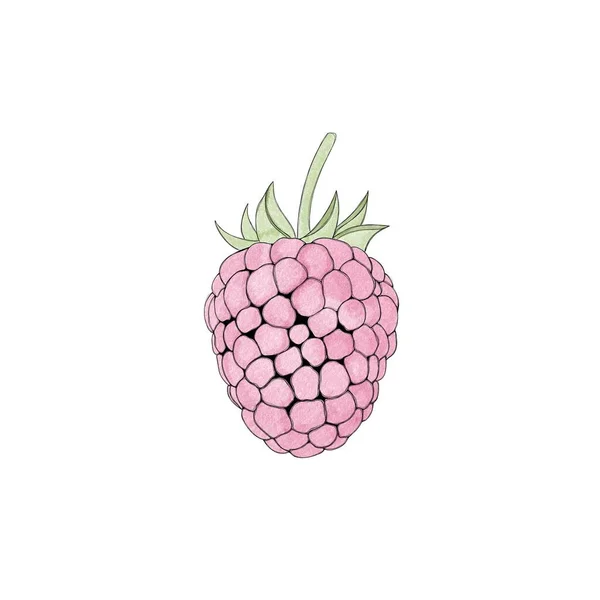 Juicy delicious raspberry watercolor freehand drawing.