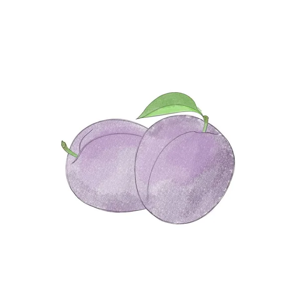 Juicy Delicious Ripe Plum Watercolor Freehand Drawing — Stock fotografie