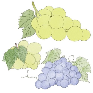 Branch of ripe grapes - watercolor freehand drawing. Bunch of sweet grapes