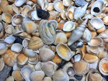 Seashell background, lots of different seashells piled together. High quality photo