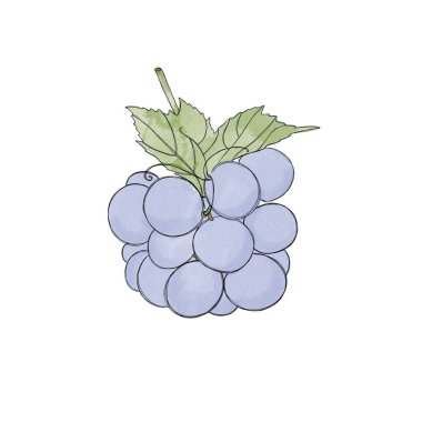 Ripe sweet blue grapes - watercolor freehand drawing. Bunch of sweet grapes