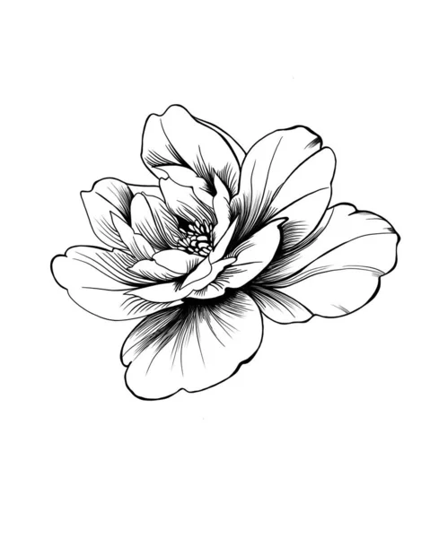 Hand drawn flower peony, line-art on white background. Idea for a tattoo sketch, peony tattoo