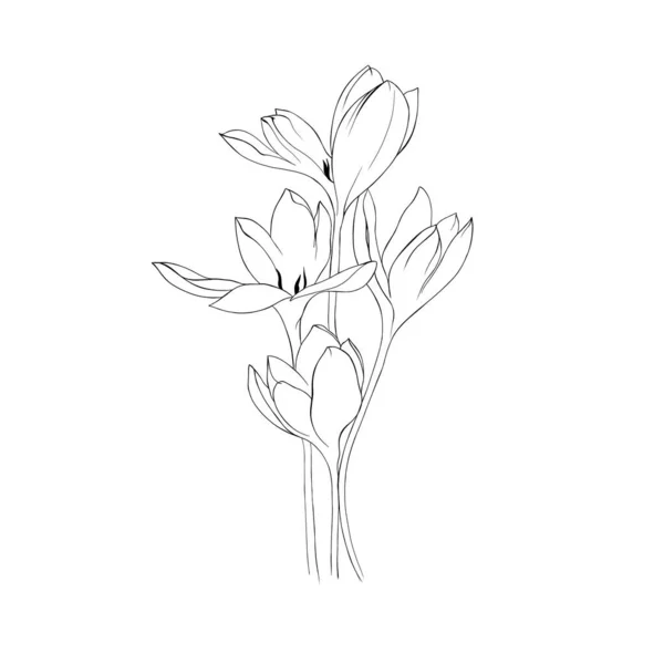 Drawing graphics with floral pattern for design. Floral flower natural design. Graphic, sketch drawing. lily, tulip. . High quality photo