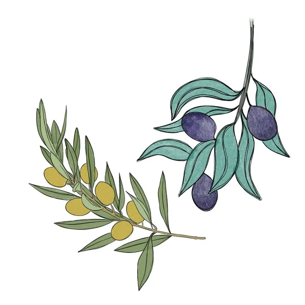 Olivenzweig Und Olivenzweig Aquarell Isoliert Auf Weißem Hintergrund Botanische Elemente — Stockfoto