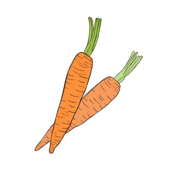 Две Вкусные Сладкие Органические Моркови Свободная Акварельная Иллюстрация — стоковое фото