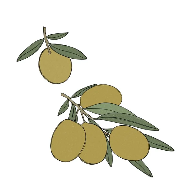 A large sprig of olive tree, green olive berries, a set of illustrations painted in watercolor, isolated on a white background. Botanical elements for packaging design.