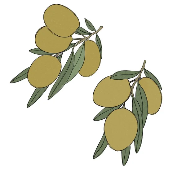 Large Sprig Olive Tree Green Olive Berries Set Illustrations Painted — Stockfoto