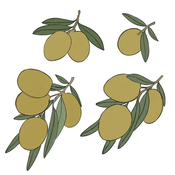 Large Sprig Olive Tree Green Olive Berries Set Illustrations Painted — Stock Photo, Image