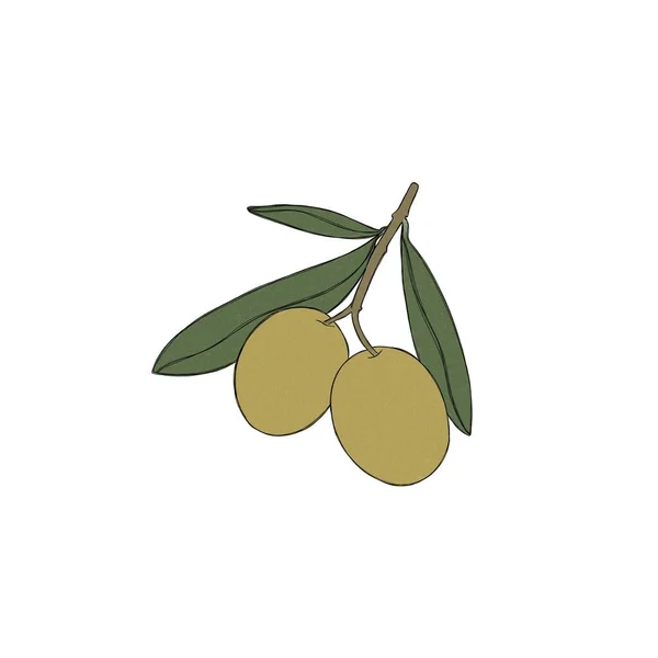 A sprig of olive tree, green olive berries, a set of illustrations painted in watercolor, isolated on a white background. Botanical elements for packaging design.