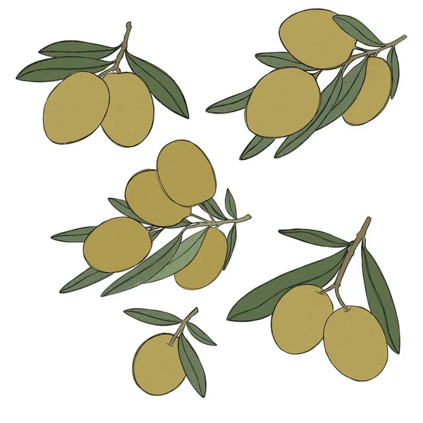 A large sprig of olive tree, green olive berries, a set of illustrations painted in watercolor, isolated on a white background. Botanical elements for packaging design.