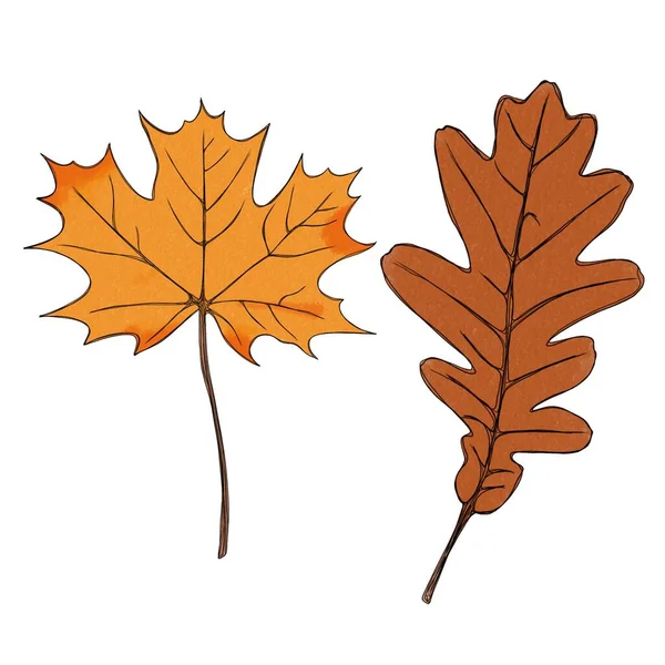 Podzimní Listy Nastaveny Izolované Bílém Pozadí Listy Akvarelovou Strukturou Ilustrace — Stock fotografie