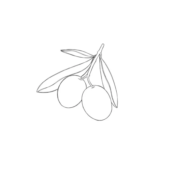 Оливковая Ветвь Двумя Вкусными Оливками Изолированные Белом Фоне — стоковое фото