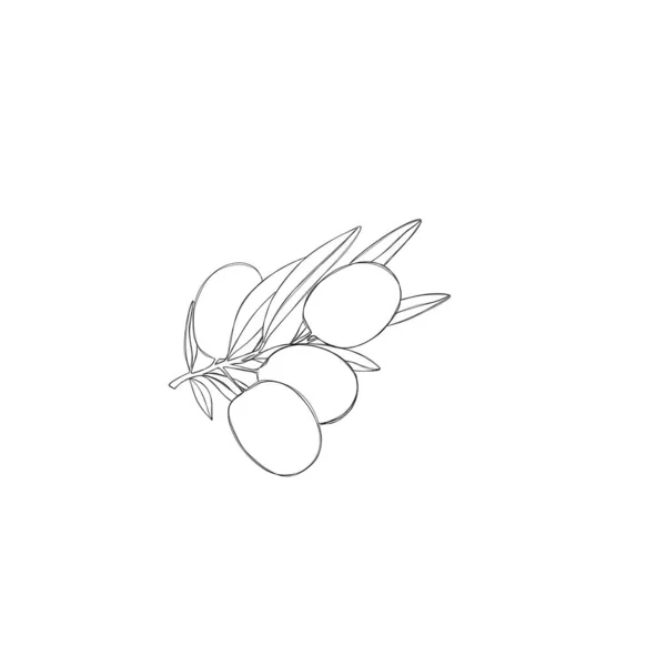 Оливковая Ветвь Четырьмя Вкусными Оливками Изолированными Белом Фоне — стоковое фото