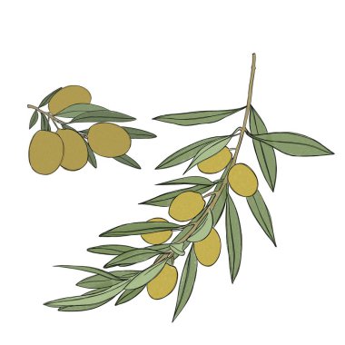 Büyük bir zeytin ağacı filizi, yeşil zeytin üzümü, suluboya bir dizi çizim, beyaz arka planda izole edilmiş. Paketleme tasarımı için botanik ögeler. 
