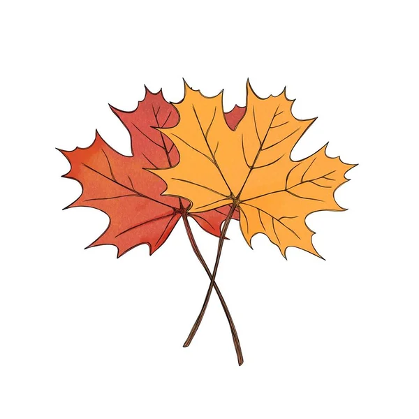 Dva Javorové Listy Oranžový Podzimní List Červený Podzimní List Freehand — Stock fotografie