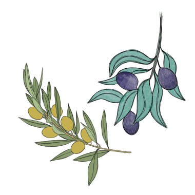 Zeytin filizi ve suluboya zeytin filizi, beyaz arka planda izole edilmiş. Paketleme tasarımı için botanik ögeler. 