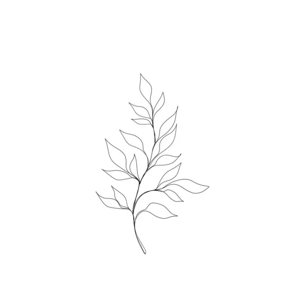 Minimalistic Line Drawing Leaf Line Art Botanical Drawing Illustration Hand — 图库照片