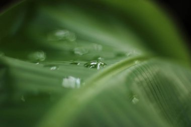 Yeşil muz yaprağına su damlaları - bulanık sanatsal bir resim