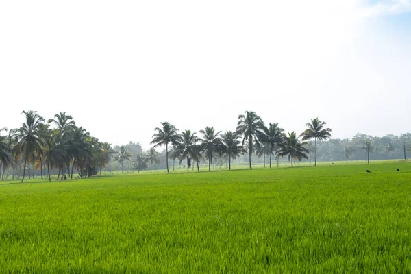 Rizière Verte Cocotiers Frontière District Palakkad Bol Riz Kerala Inde — Photo