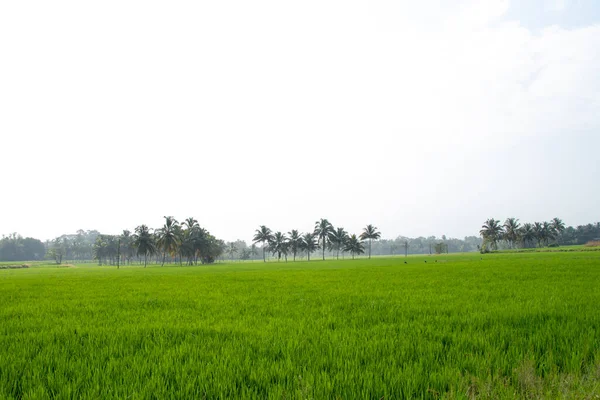 Campo Risaie Verdi Alberi Cocco Confine Dal Distretto Palakkad Ciotola — Foto Stock