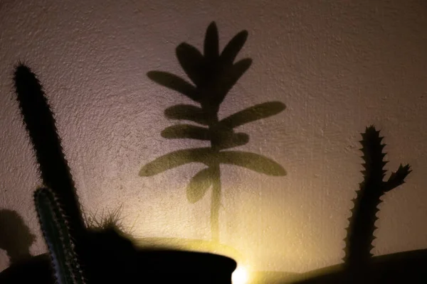 Silhouette Cactus Plantes Succulentes Sur Mur — Photo