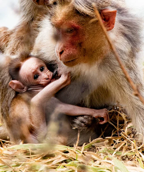 mother and baby macaque breast feeding and looks with love and care