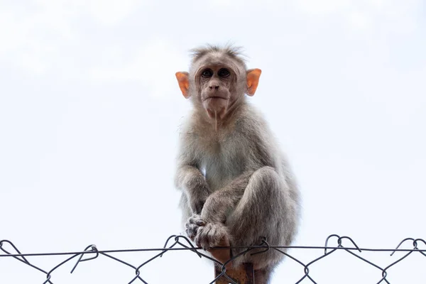 Bonnet Macaque Species Macaque Found Southern India Sitting Wire Fence — Foto Stock