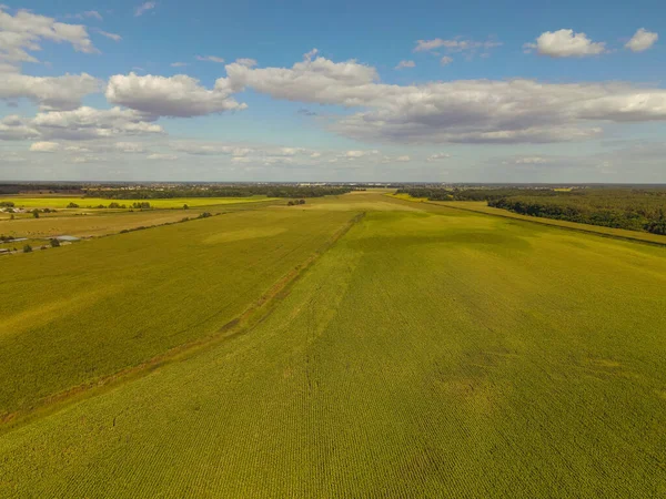 Saha. Yüksekten yeşil alan atışı. Hava görünümü.