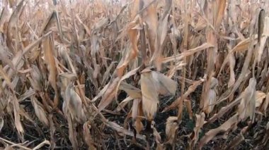 Kurumuş hasat. Kurumuş mısır tarlası.