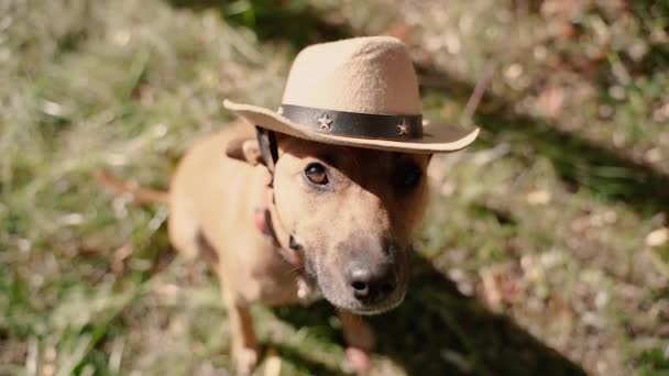 Διεύθυνση Σκύλος Καουμπόικο Καπέλο — Αρχείο Βίντεο