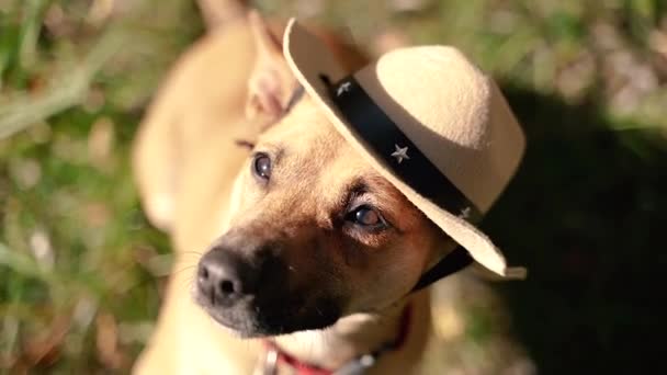 Головний Убір Собака Ковбойському Капелюсі — стокове відео
