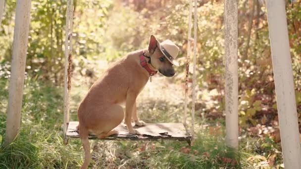 头戴牛仔帽的狗坐在孩子的秋千上 — 图库视频影像