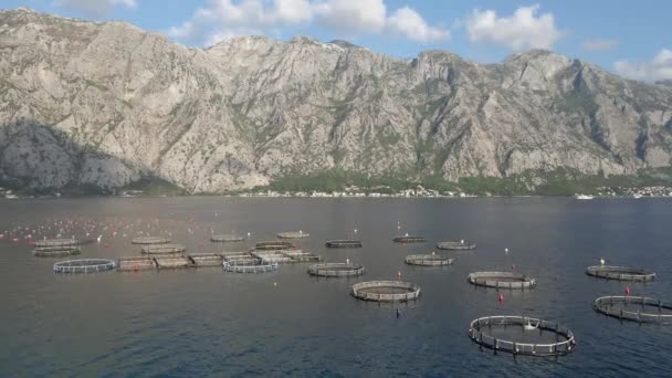 Fattoria Delle Ostriche Fattoria Mare Montenegro Vista Aerea — Video Stock
