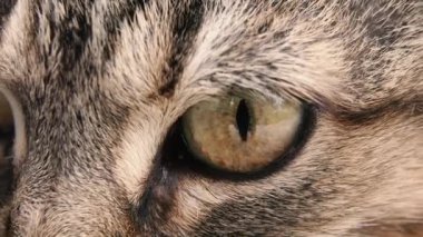 Hayvan gözü. Kedi gözü. Makro fotoğrafçılık.